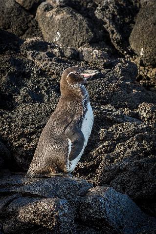 074 Sombrero Chino, galapagospinguin.jpg